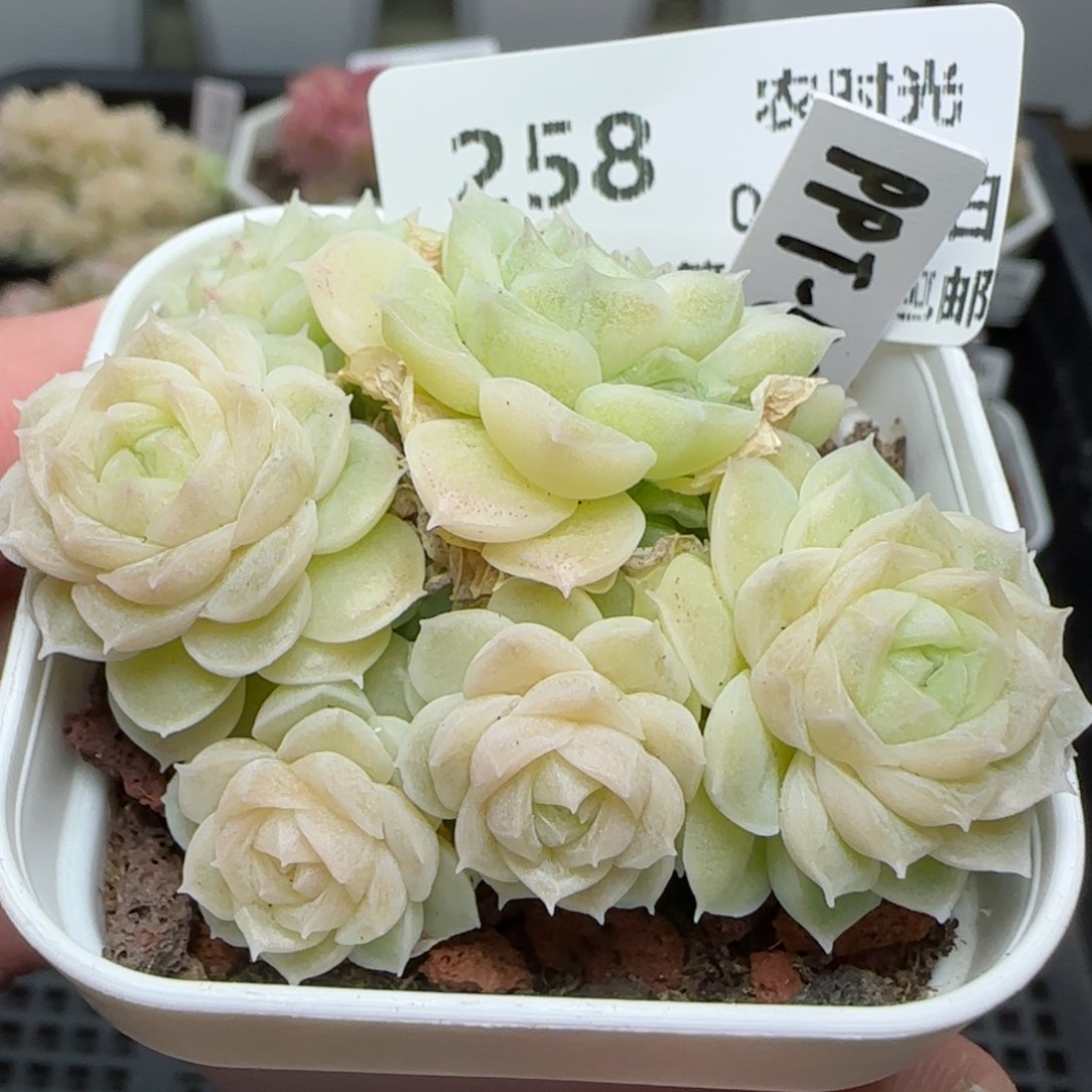 0213-258（PPT-55）