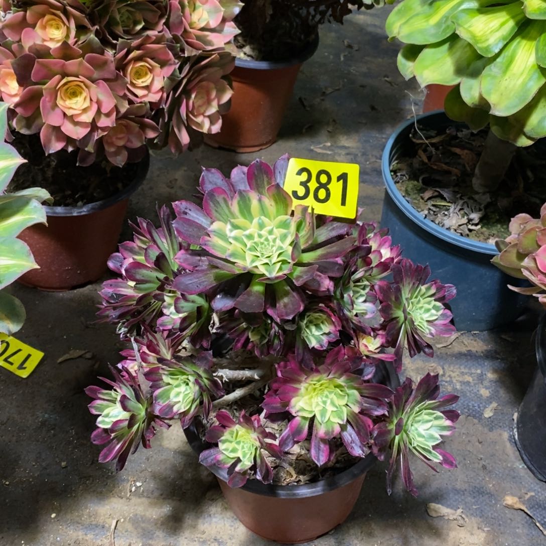 天河多肉法师381