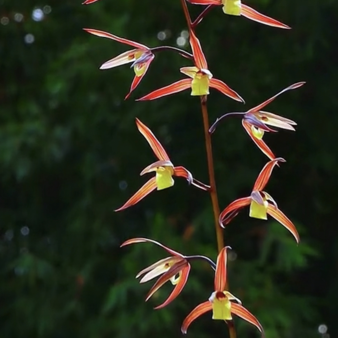 【凤凰锦】寒兰名品 兰花老种2苗 花开浓香 好养易活 对版