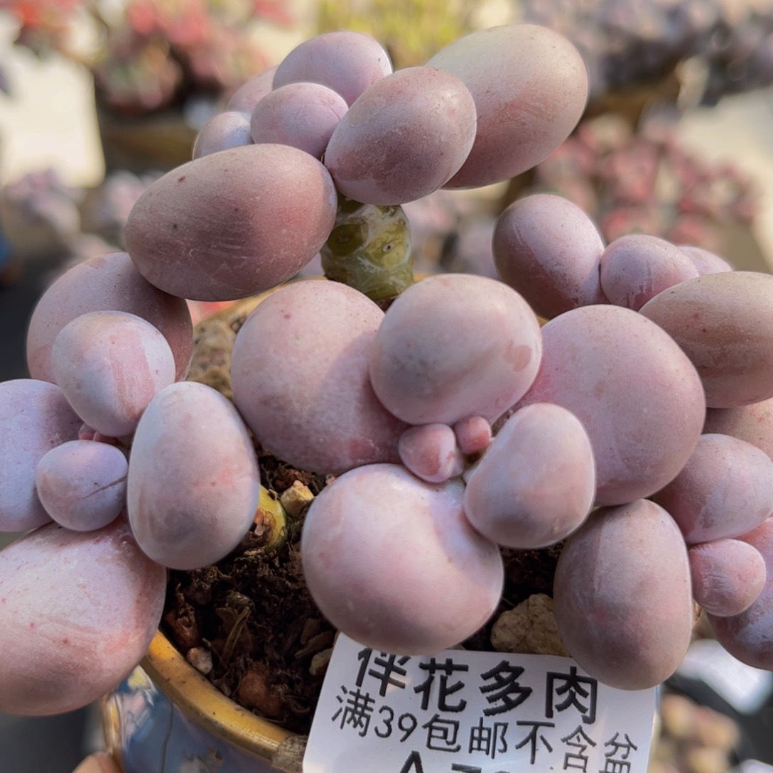738/10cm水光针多肉植物