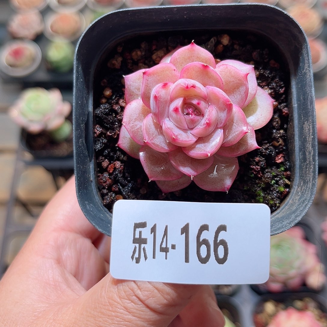 乐14-166 新品单头