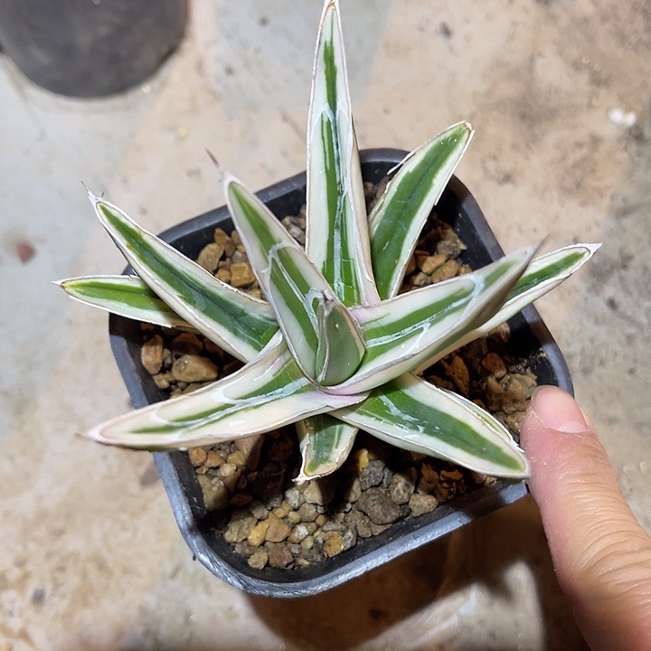 满38包邮2天凑单，脱土晾根发货多肉植物母本冰山