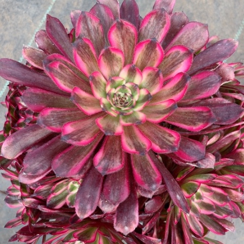 多肉植物红金刚锦，