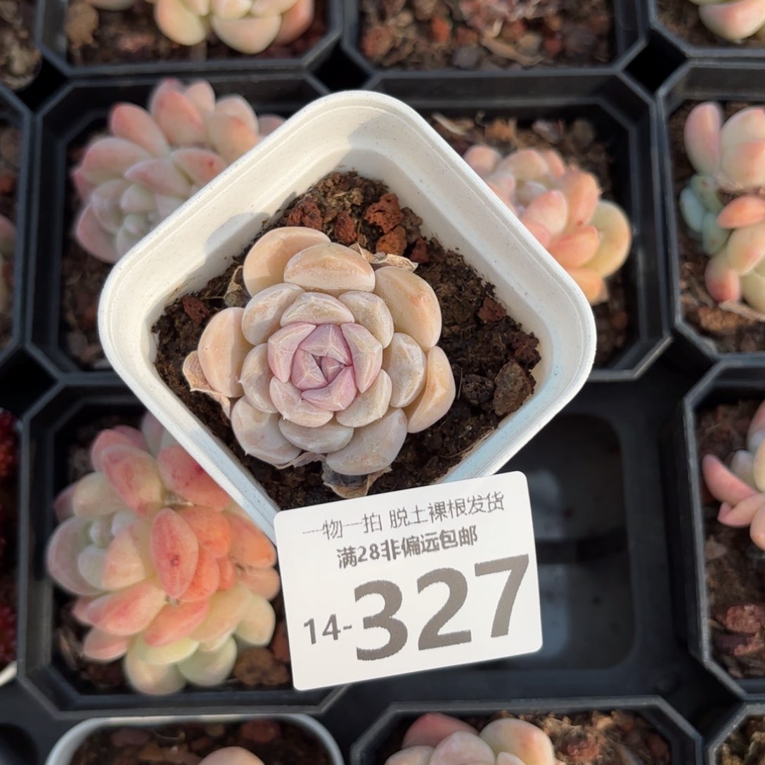 汉堡单头多肉多肉多肉