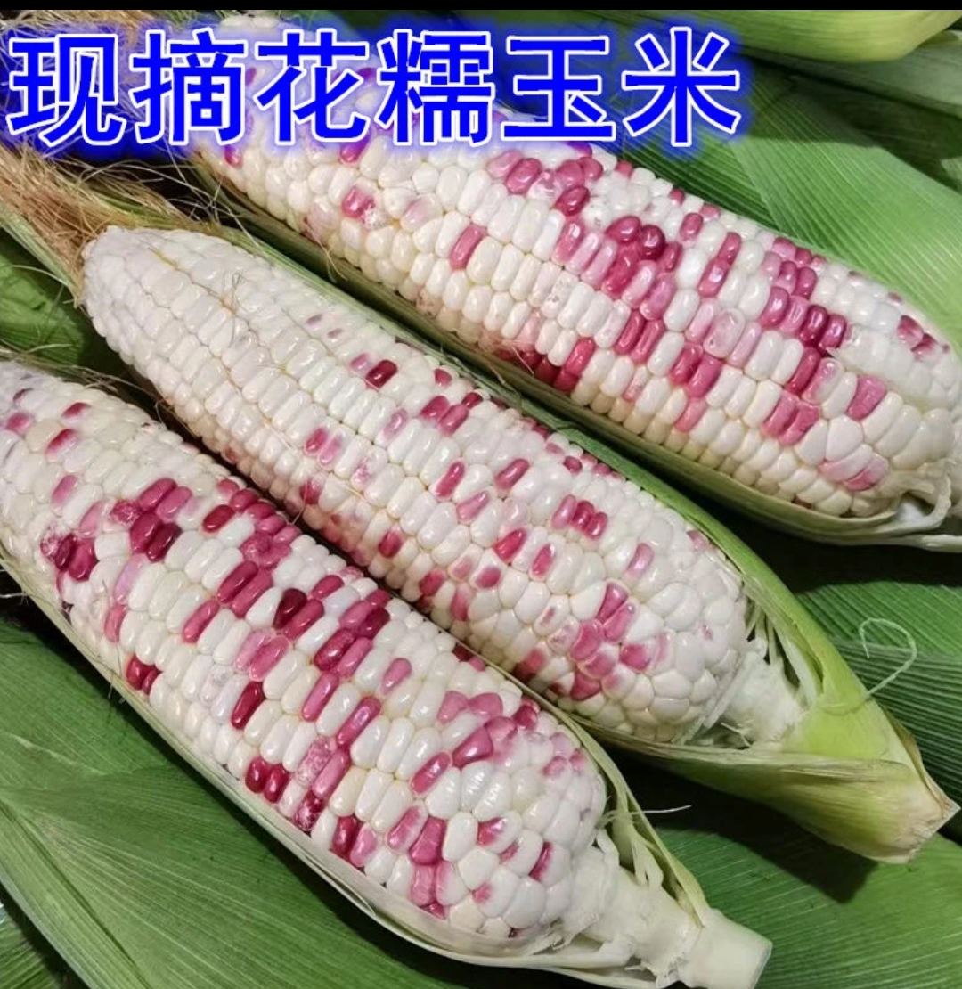 本地香甜花糯苞米新鲜美味代餐选择