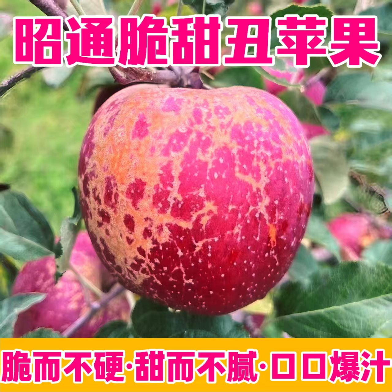 正宗的云南昭通冰糖心丑苹果新鲜大凉山脆甜水果产地直发新鲜现摘