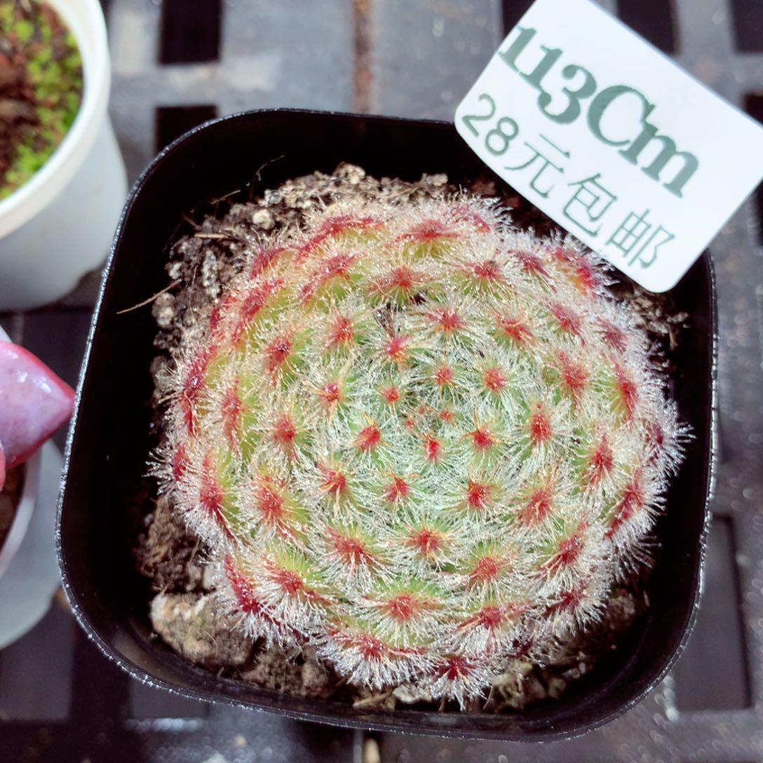 5厘米盆精控多肉113