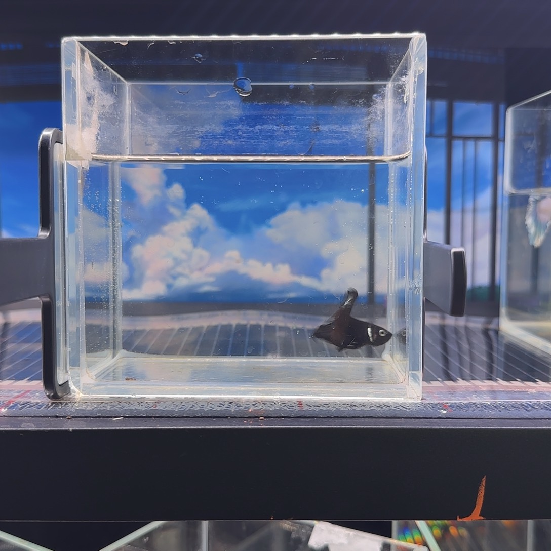 斗鱼精品vip高品质稀有灯泡星尾