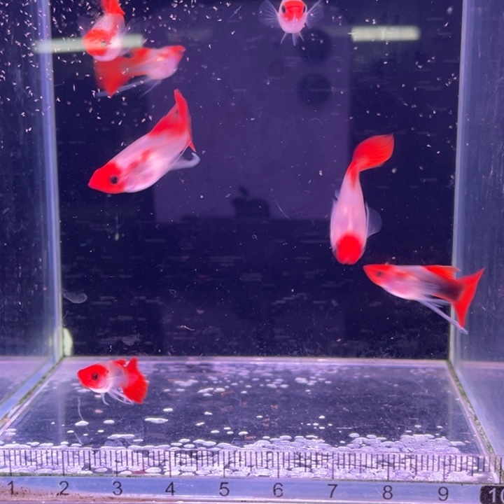 孔雀鱼红头玻璃猫长公6条母鱼2条