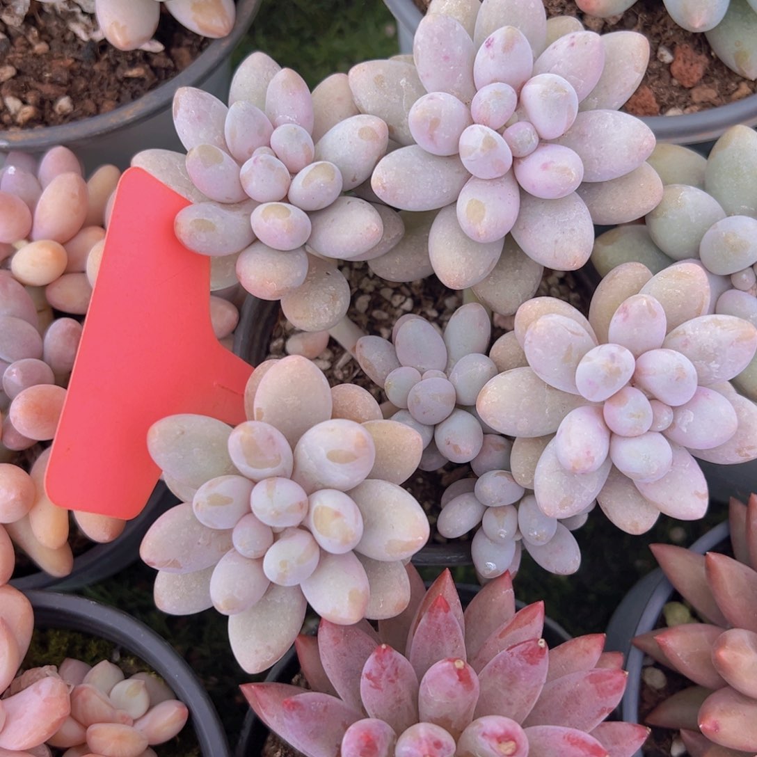 香玉的故事是一个人的故事吗