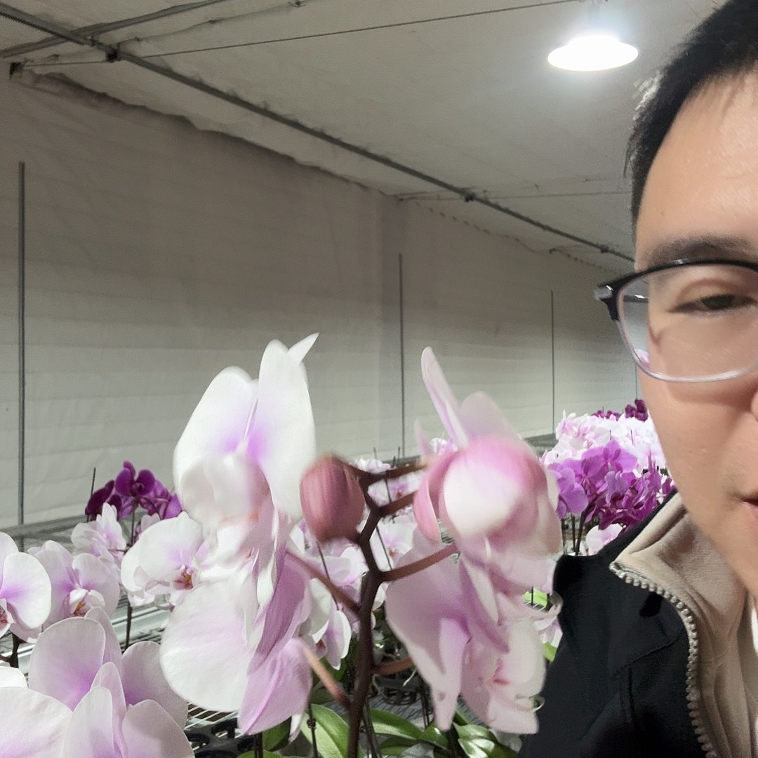 完全开放阿尔提亚单剑6颗