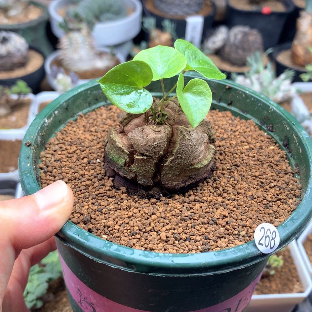 268号南非龟甲龙带盆4.7cm