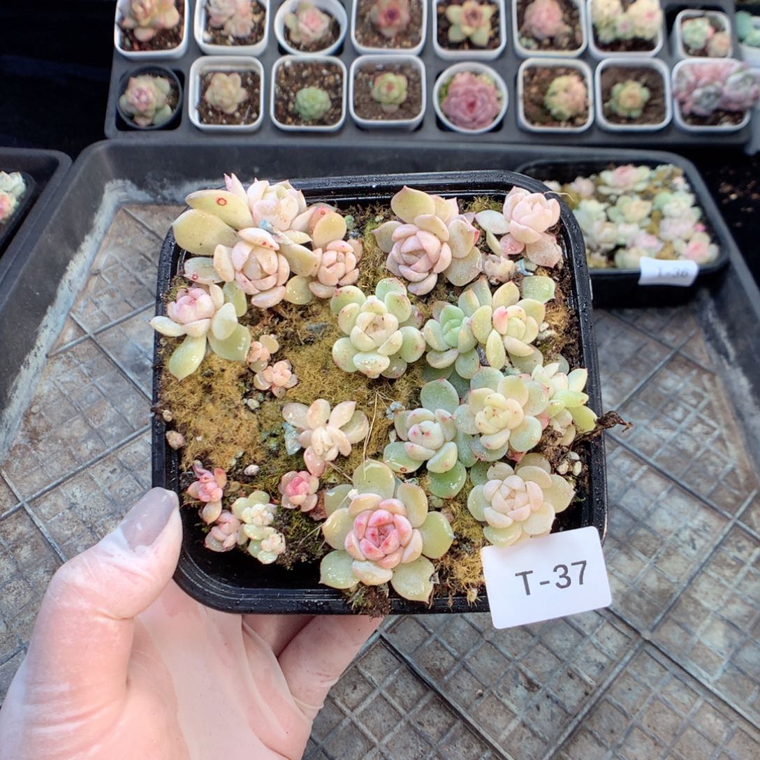 无花朵T37月英语英语