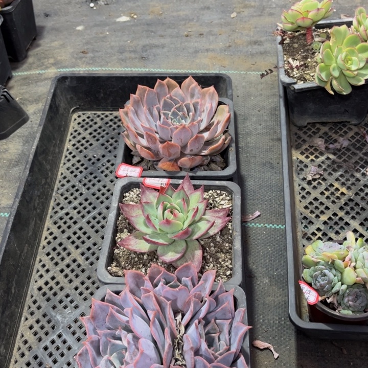 欣***欣梦莎惊鸿露西娜一颗