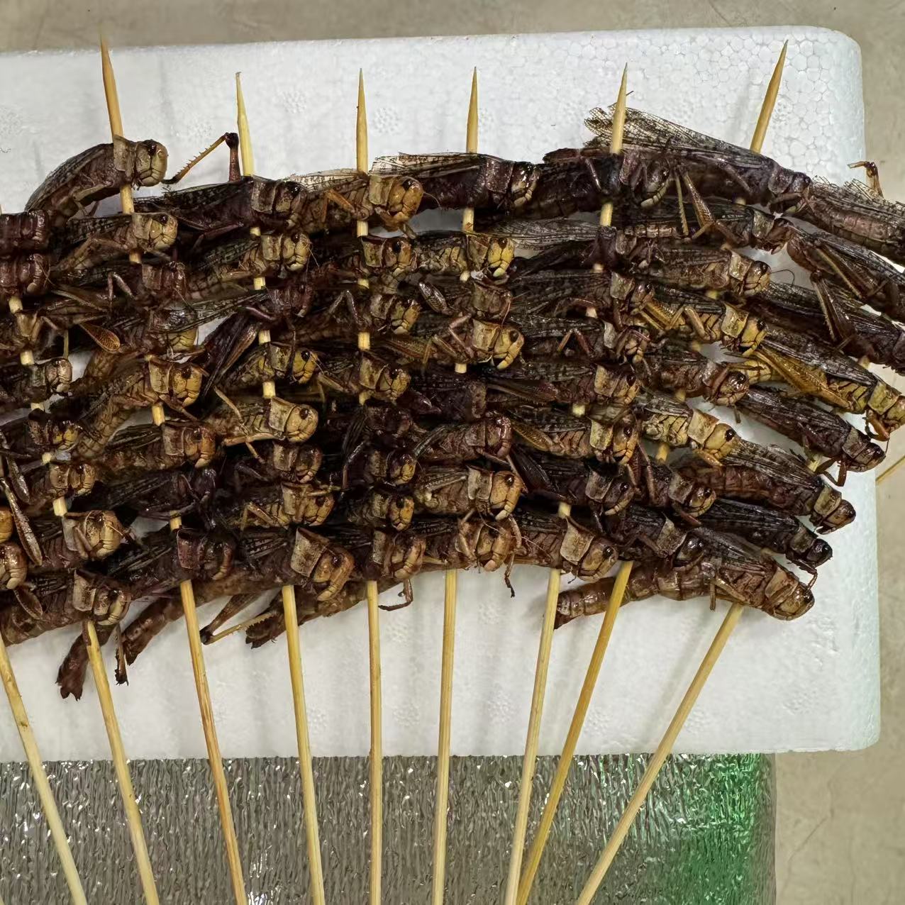 蚂蚱串新鲜蚂蚱速冻蚂蚱油炸蚂蚱烧烤蚂蚱烤串炸串