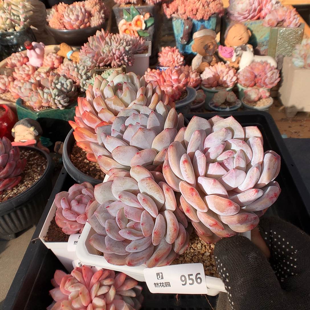 956星影多肉植物36633
