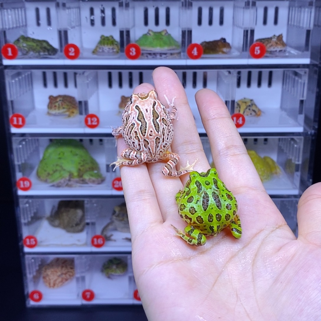 角蛙50一对绿钟角和蝴蝶瑕疵