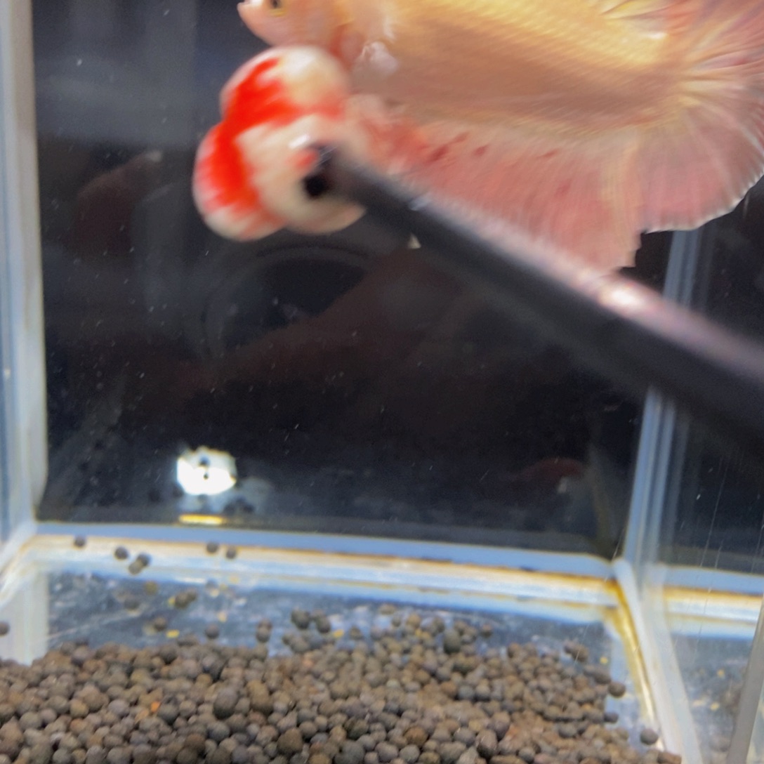 斗鱼297粉龙111111