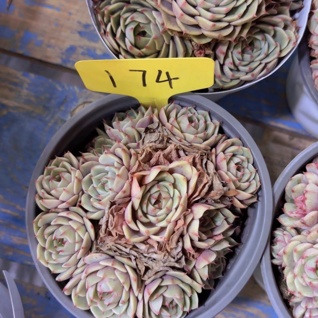 越****y我的小可爱们都好可爱