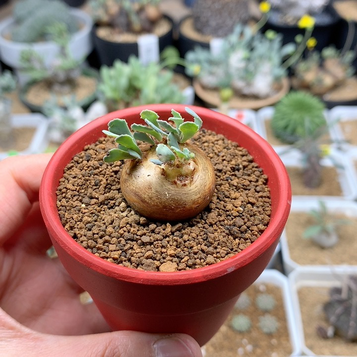 产地格加厚敦菊带盆