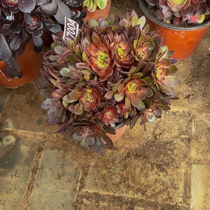 17004号黑玫瑰变异