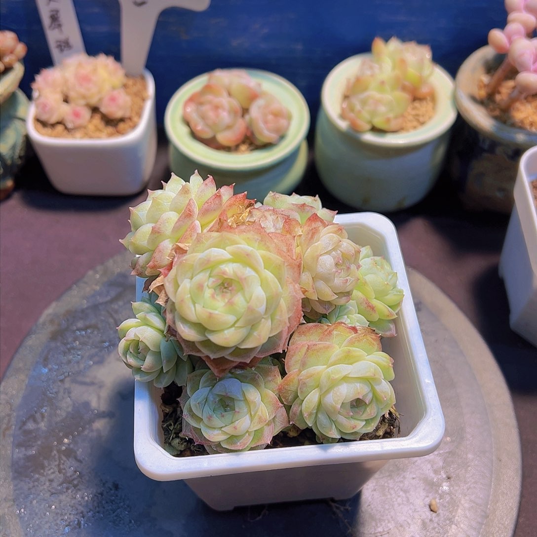 ?***?新品，多肉植物，