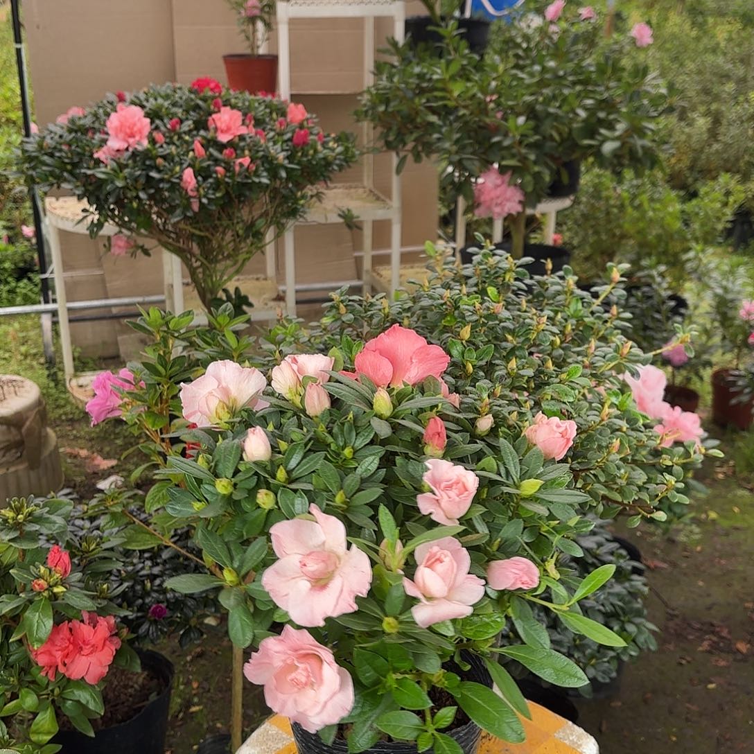 大部分花苞少量开放