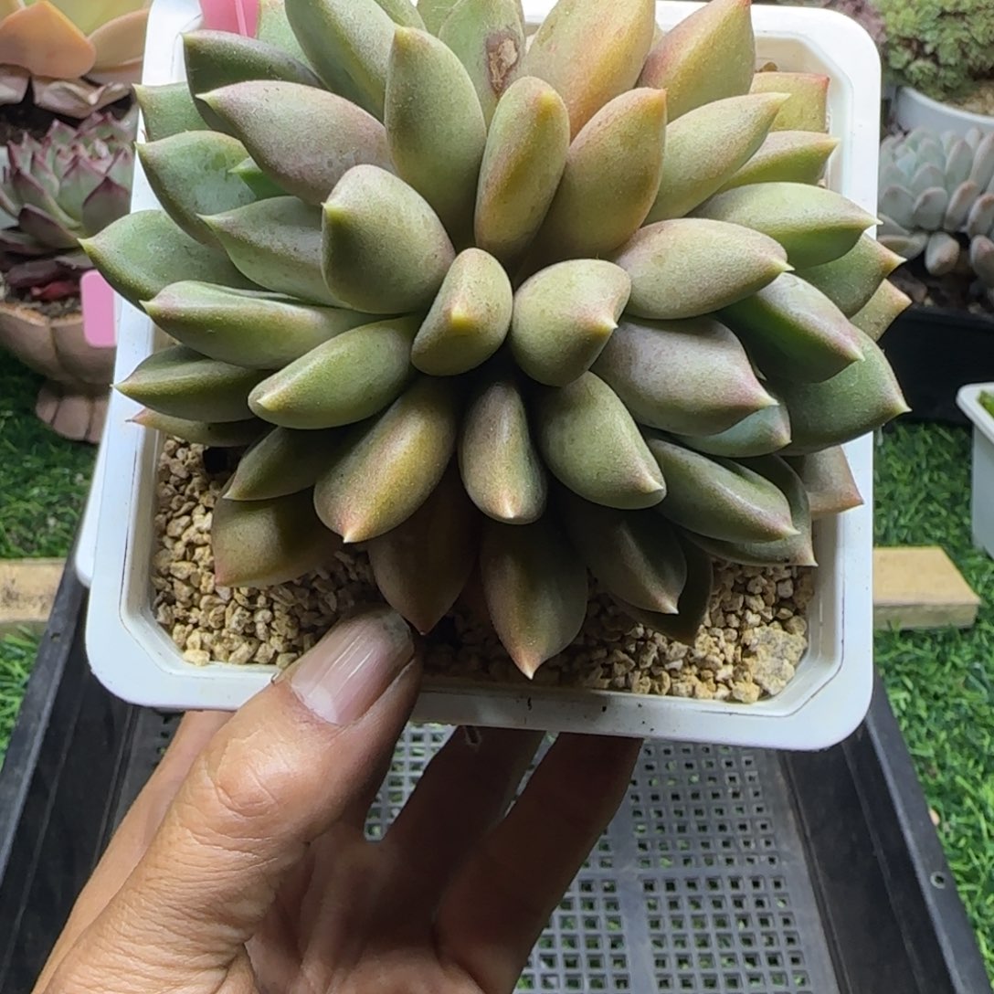 锦安精品多肉植物273