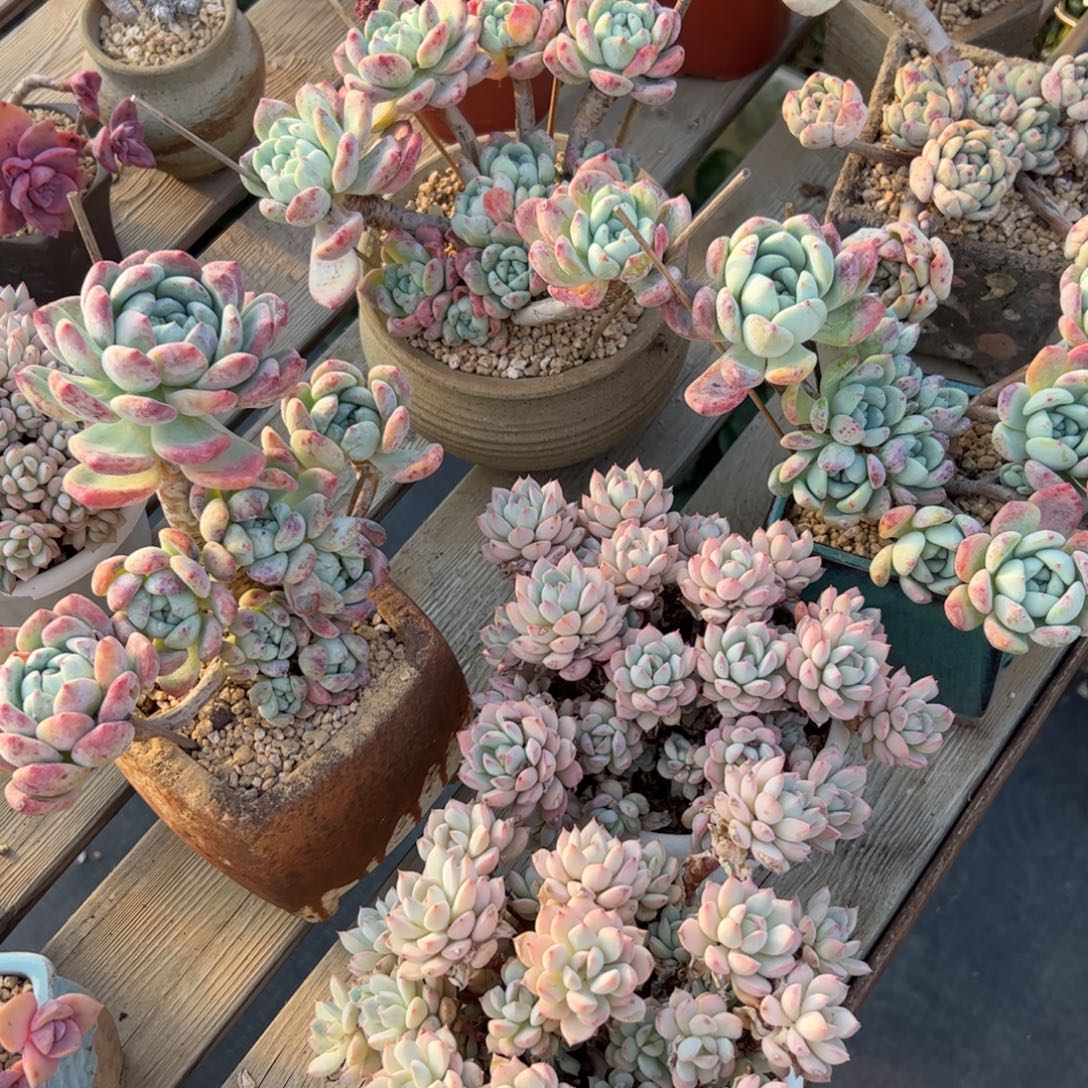 莲***花五颗80 零零多肉植物