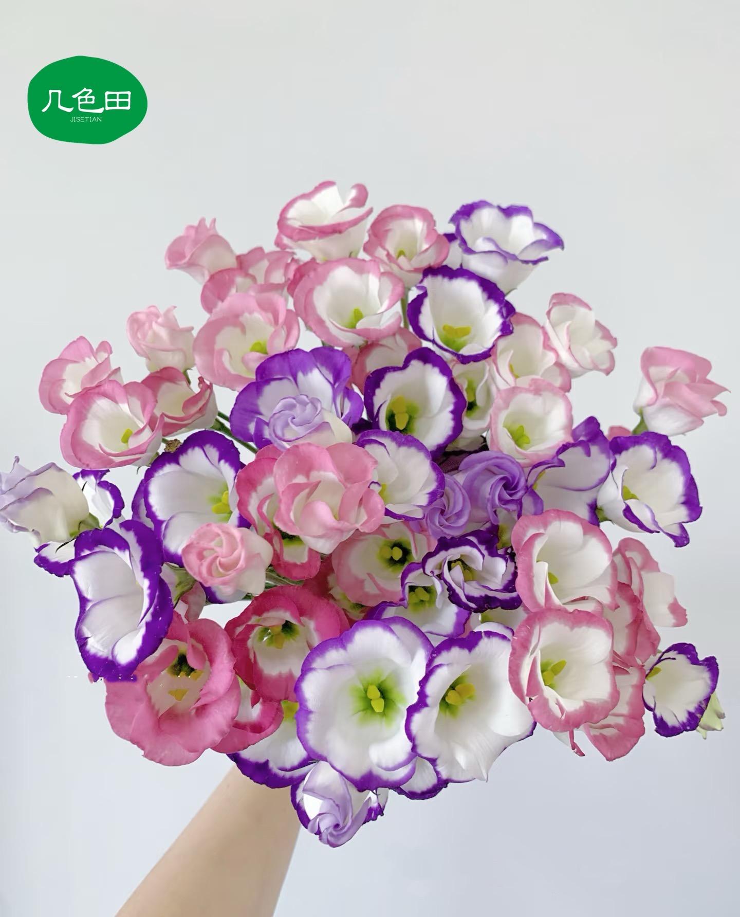 粉边+紫边洋桔梗800g（以实物为准）--云南直发鲜花云南花插花鲜花 