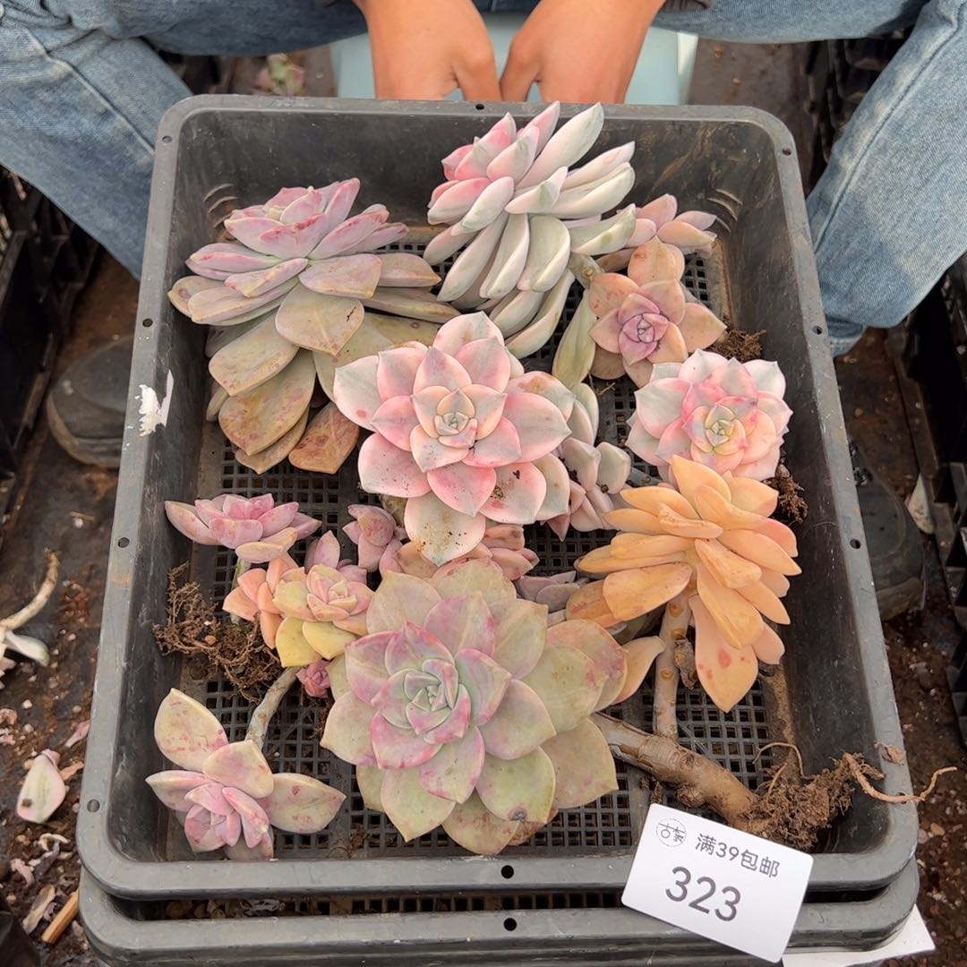 323多肉植物纤维维生素