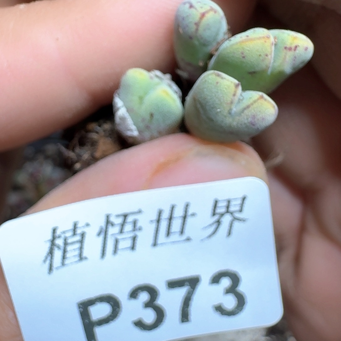 373号多肉植物哇f c