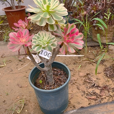 法师嫁接的时候就会100