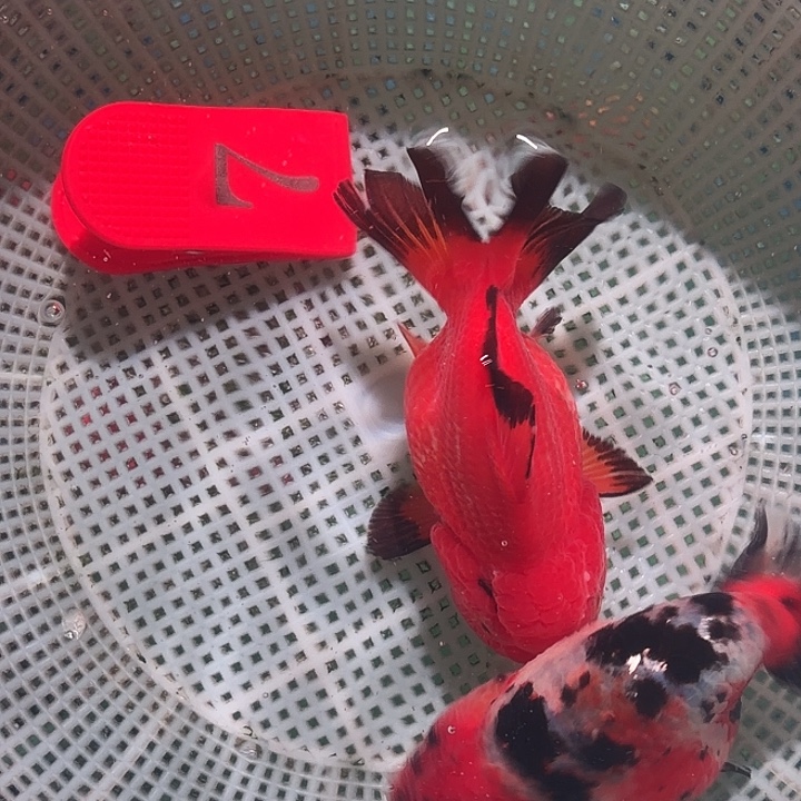 金鱼7号尺寸8-10区间