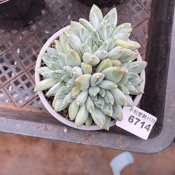 阿雅园艺。        6714