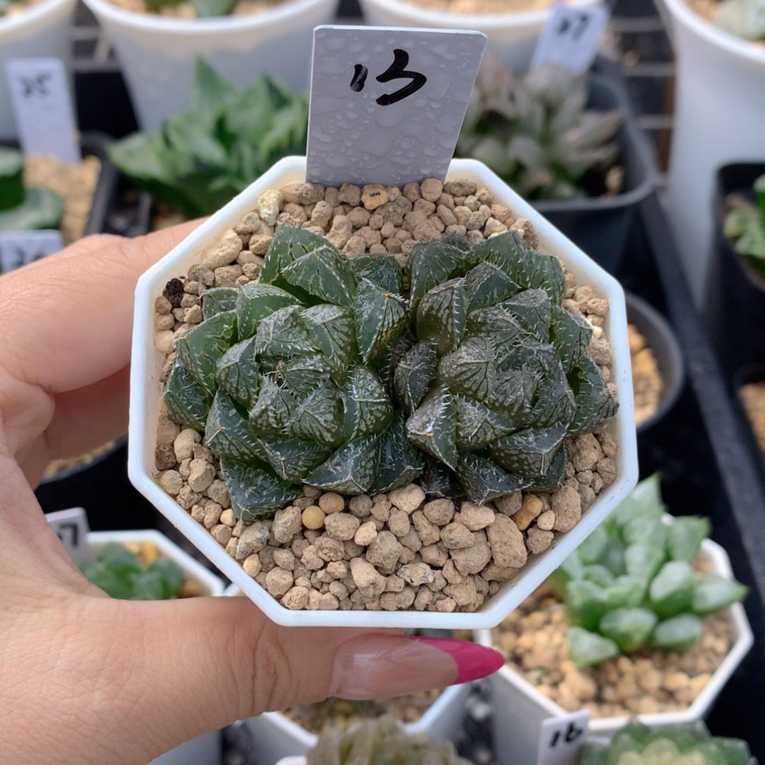 小叶楼兰 一物一拍 带盆土