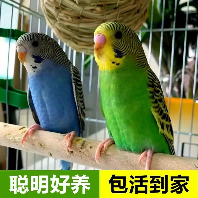 彩色手养虎皮鹦鹉活鸟亲人粘人观赏鸟好上手