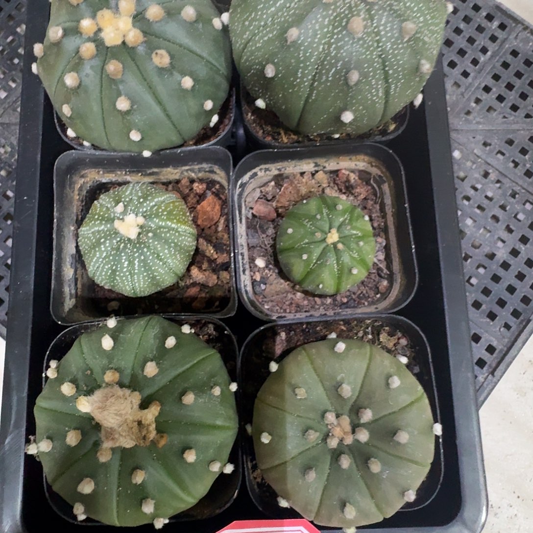 3 号六颗实生兜包邮