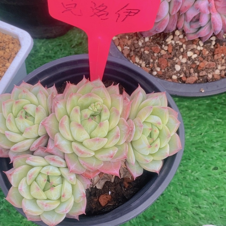 多肉植物，开心多肉