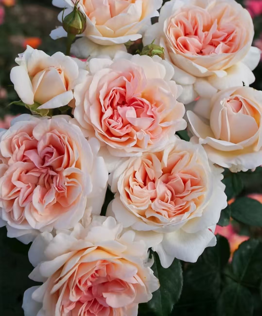 大公夫人中苗浓香月季