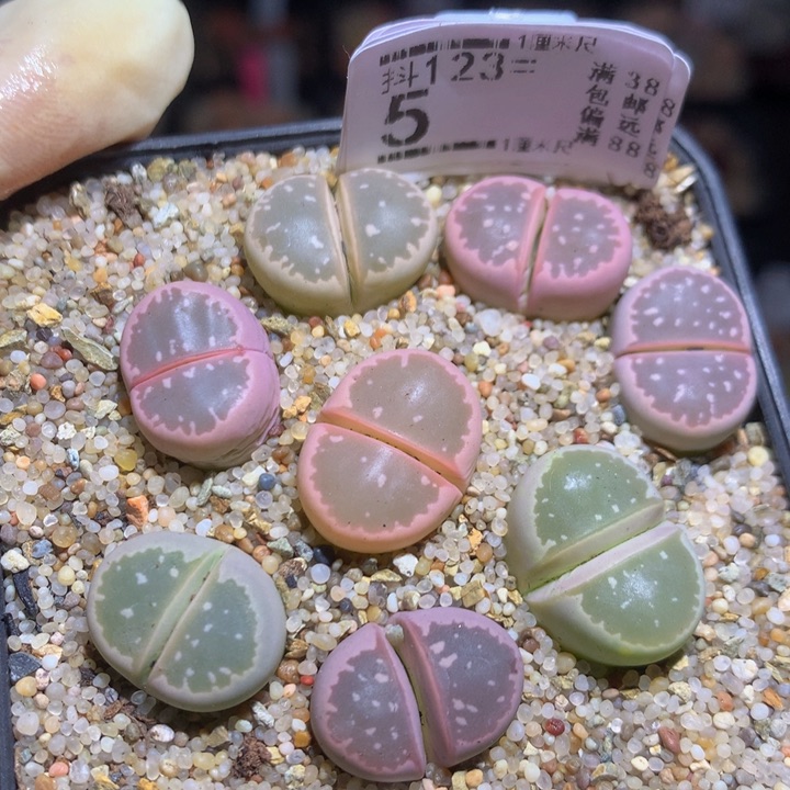 精品生石花123.5