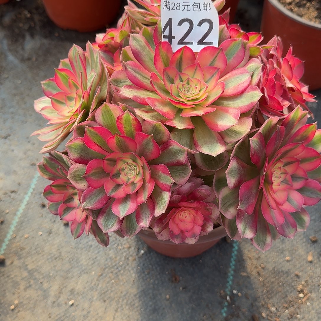 雷***电荔枝0000000422美美美