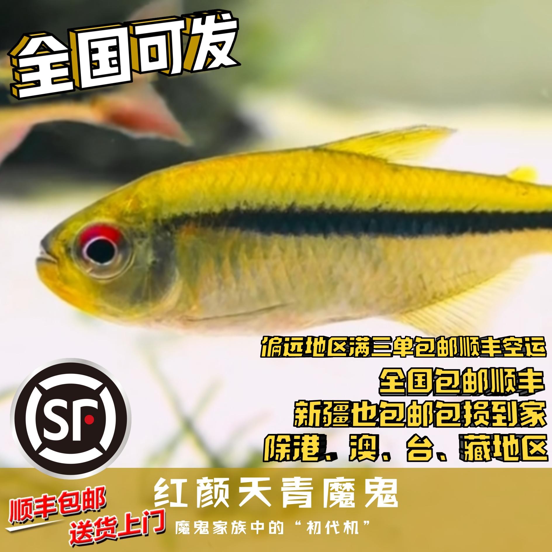 Boo小鱼 红眼天青魔鬼 偏远地区任意三单包顺丰空运