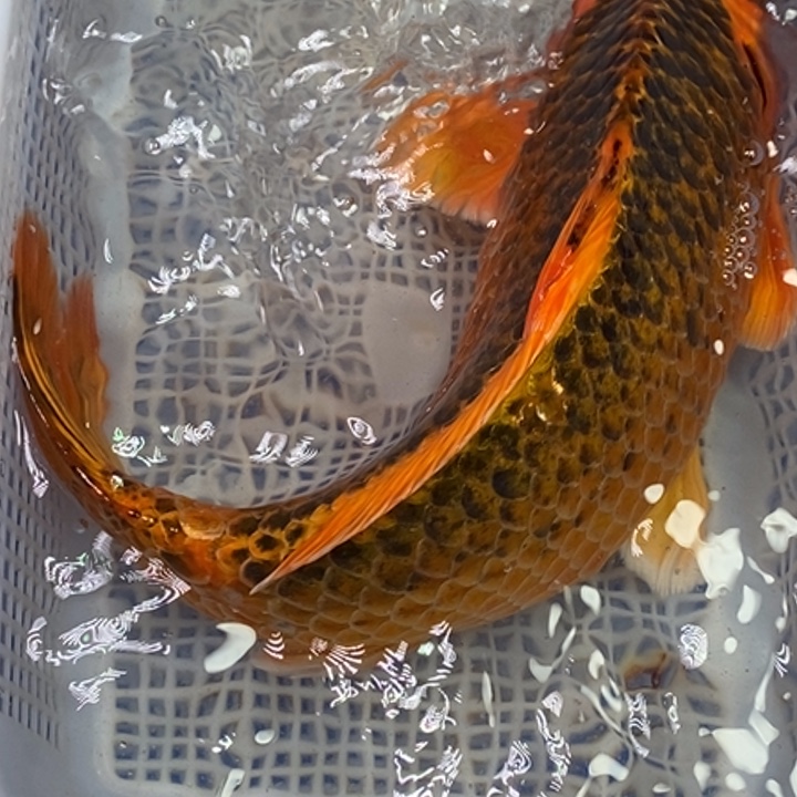 锦鲤锦鲤（无开箱视频不售后）