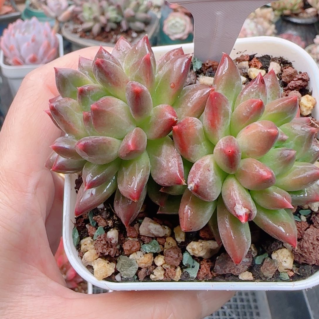 多肉植物5612………………