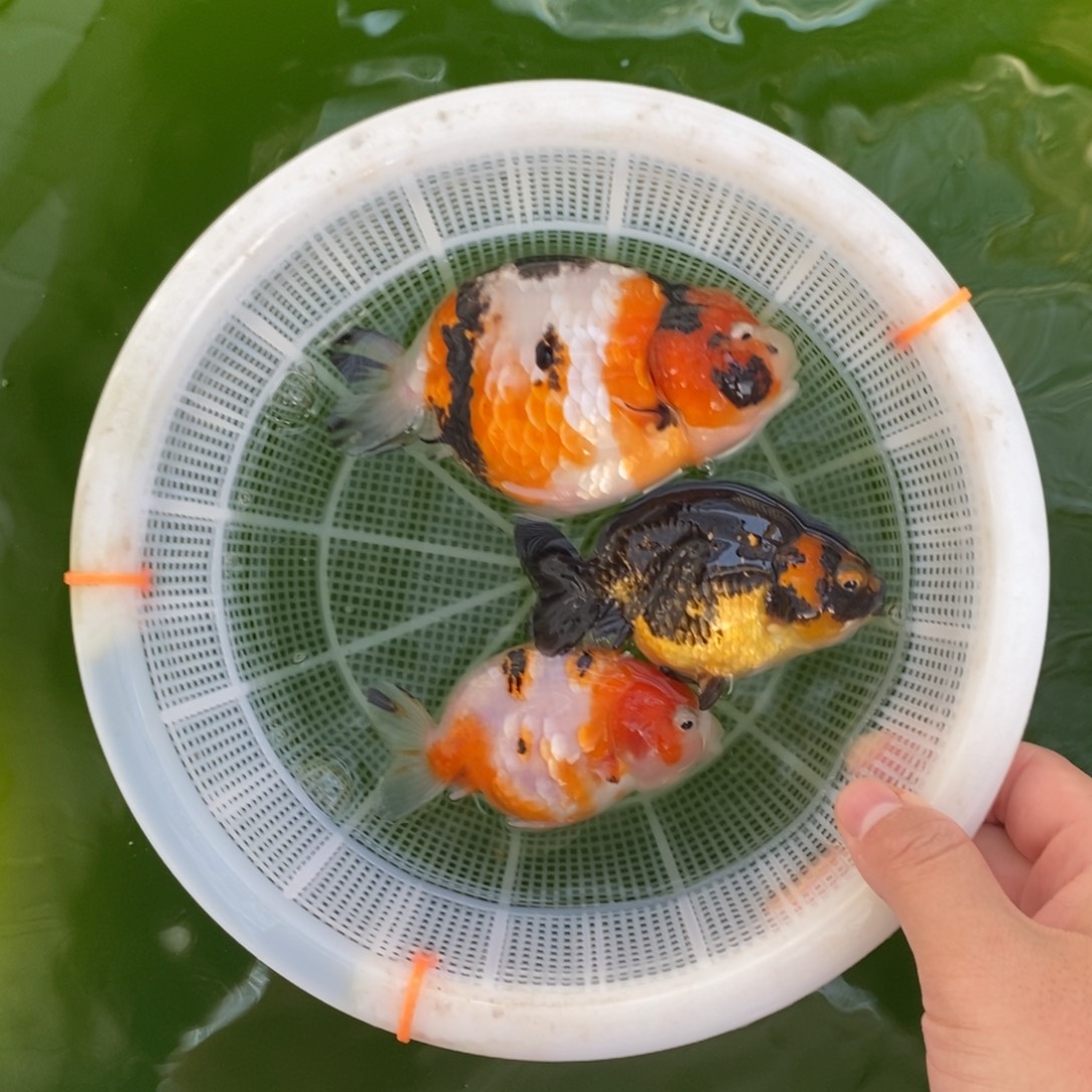 海水鱼三条兰寿，两小一大