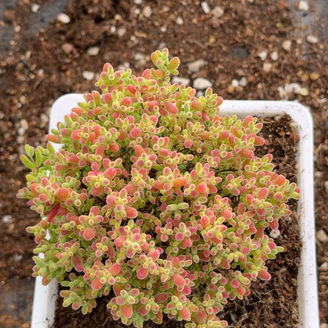 蜜桔糖球优选枝干