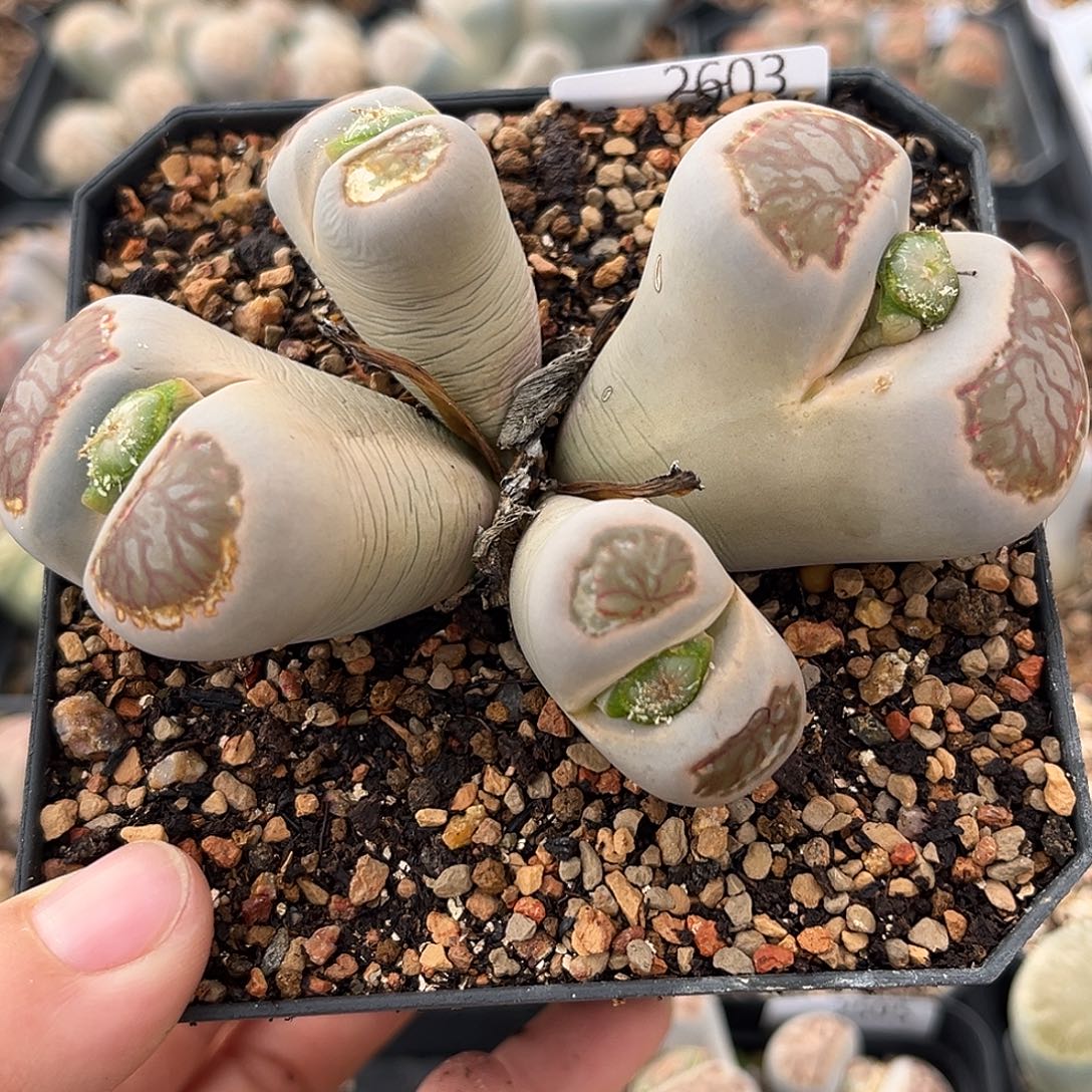 一物一拍菊母本2603糖霜