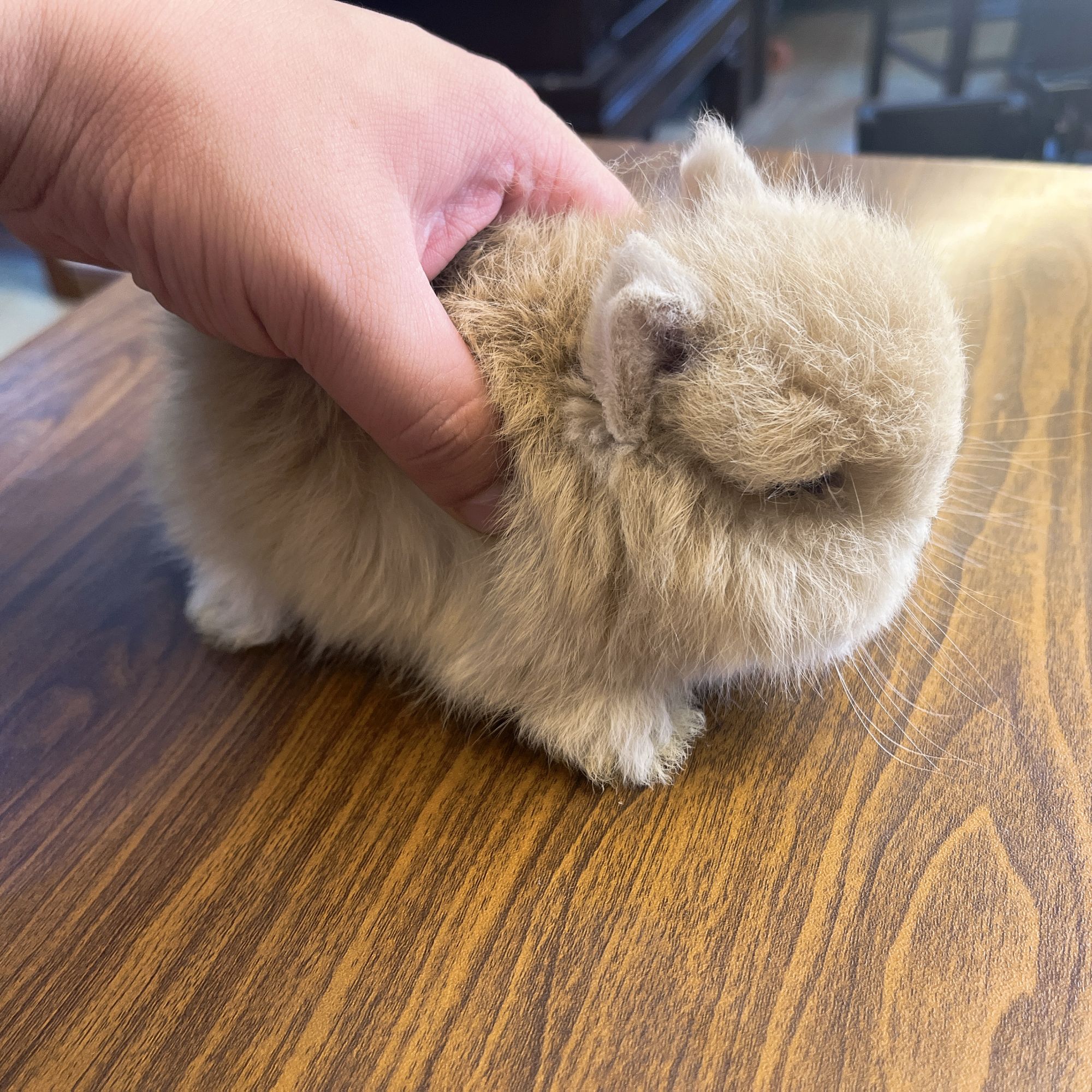 （临小宠家庭兔舍）纯种双血统侏儒兔小体型萌超可爱垂耳兔兔子宠物