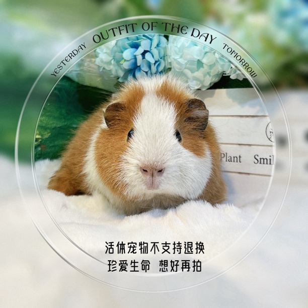 开脸美泰弟弟 荷兰猪 豚鼠 包邮包风险